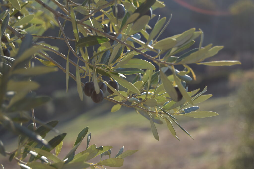 olio della basilicata frantoio oleario colangelo